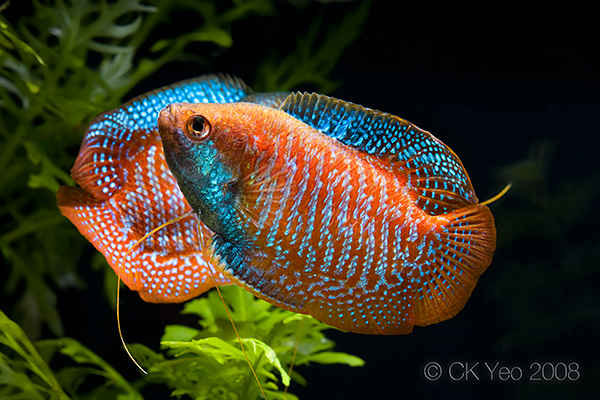 Two males of Colisa lalia in territorial display.