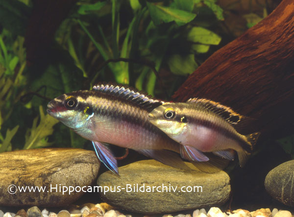 Pelvicachromis pulcher "Nigeria yellow" pair, male on left