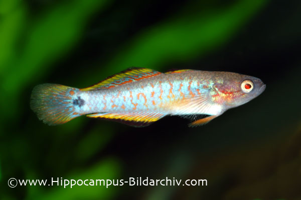 Tateurndina ocellicauda female