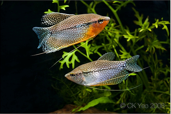 Adult pair of Trichogaster leerii; male at top.