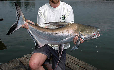 Paroon Shark (Pangasius sanitwongsei)