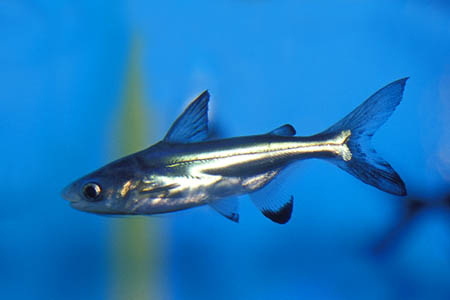 Paroon Shark (Pangasius sanitwongsei)
