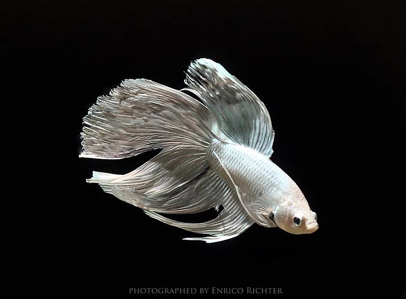 Adult male; 'twin tail half moon' ornamental strain.