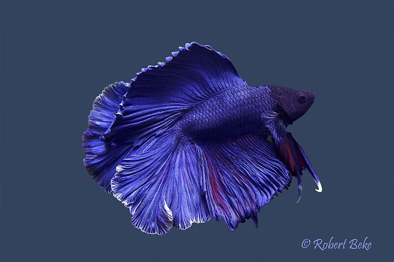 Adult male; 'twin tail' ornamental strain.