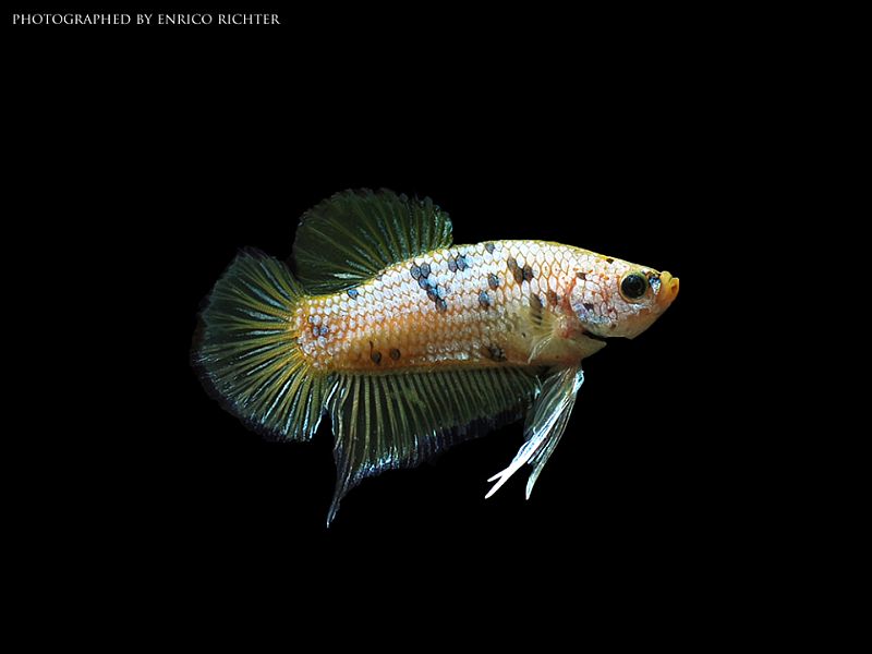 Adult male; 'round tail' ornamental strain.