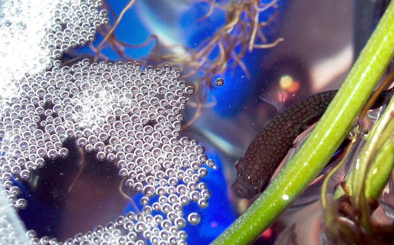 Bubble nest of B. splendens viewed from above.