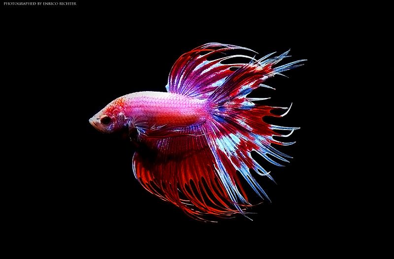Adult male; 'crown tail' ornamental strain.