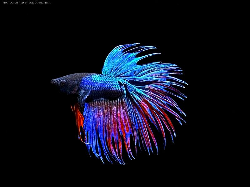 Adult male; 'crown tail' ornamental strain.