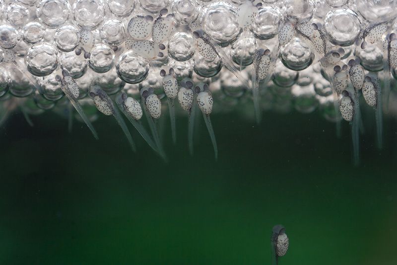 Detail of emergent yolk sac fry in the bubble nest.