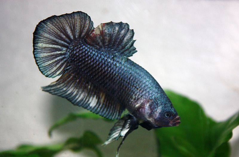 Adult male; 'half moon plakat' ornamental strain.
