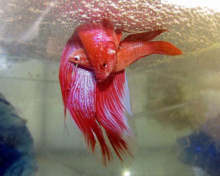 Spawning embrace of B. splendens; ornamental strain.
