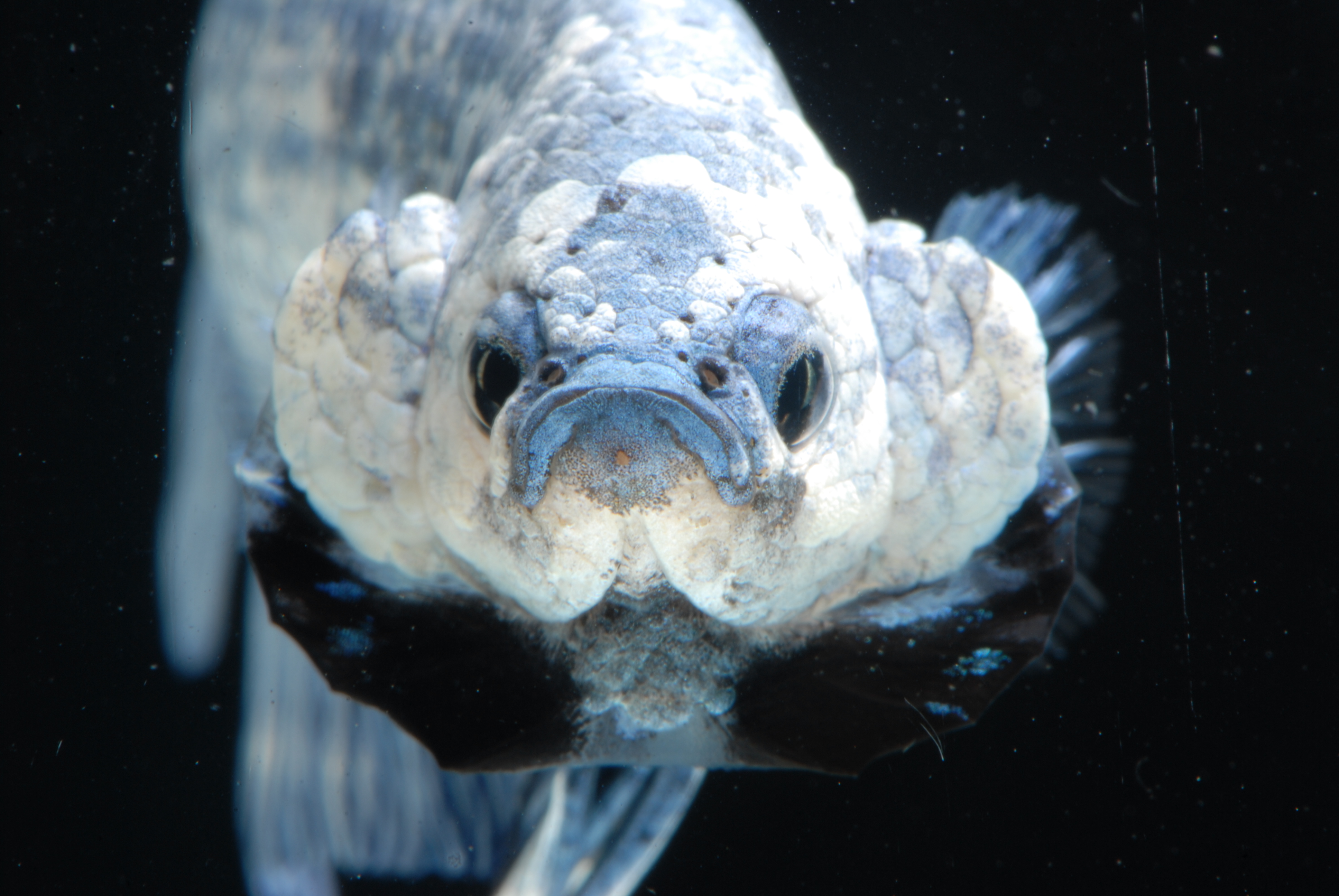 Opercular flaring is a typical aggressive response in this species.