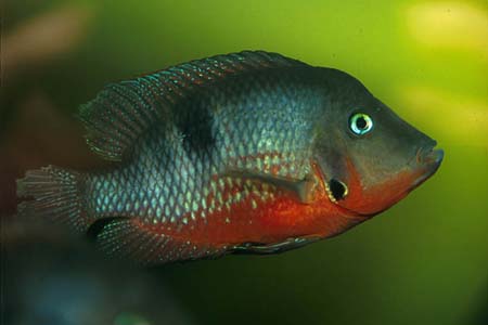 Thorichthys Meeki Fish