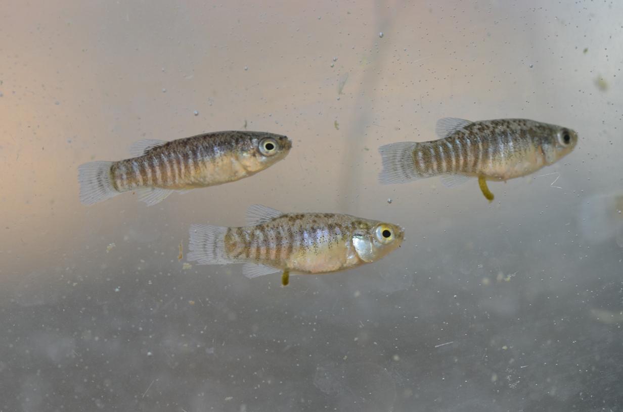 Specimens collected from the channel in the previous image, which the species shares with the introduced, invasive Gambusia holbrooki.