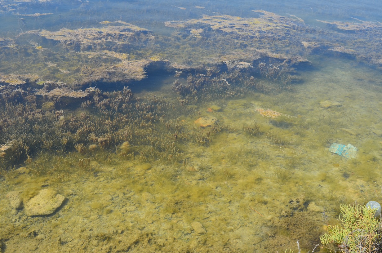 This hypersaline, former salt exploitation site in Alicante province, Spain is one of few places where this species is still very abundant.