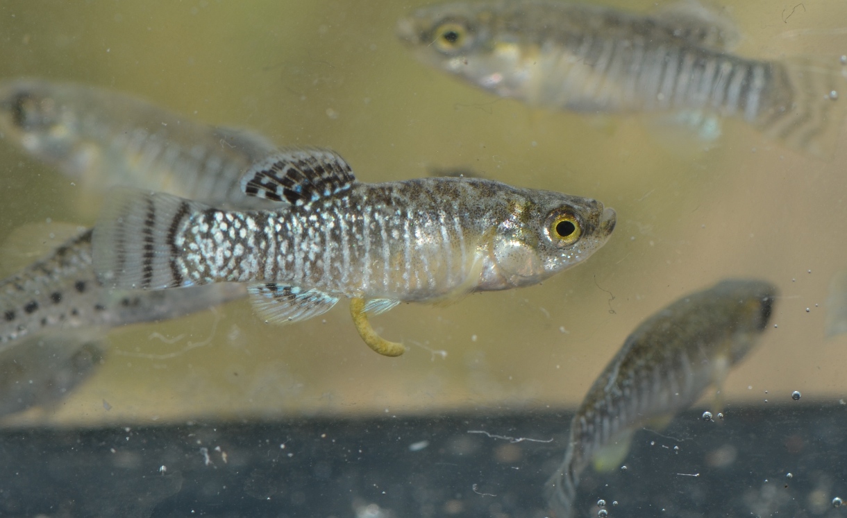 Adult male specimen from Santa Pola, Alicante province, Valencia.