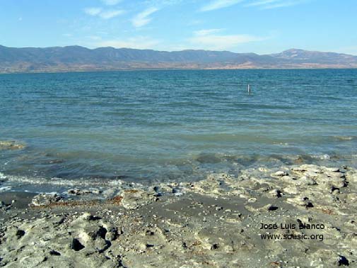 This species is endemic to Lake Burdur, Anatolia, Turkey.