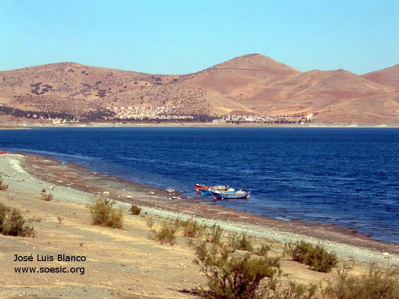 This species is endemic to Lake Hazar, Anatolia, Turkey.