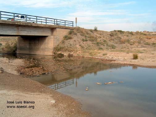 Another habitat of A. danfordii near the city of Kırşehir, Anatolia, Turkey.
