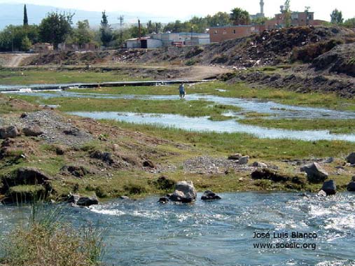 One population inhabits this surprisingly fast-flowing stretch of the River Yolçatı, Osmaniye Province, Turkey.