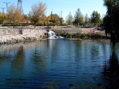 The habitat of the population at Bor is this artificial pond on the outskirts of the town.