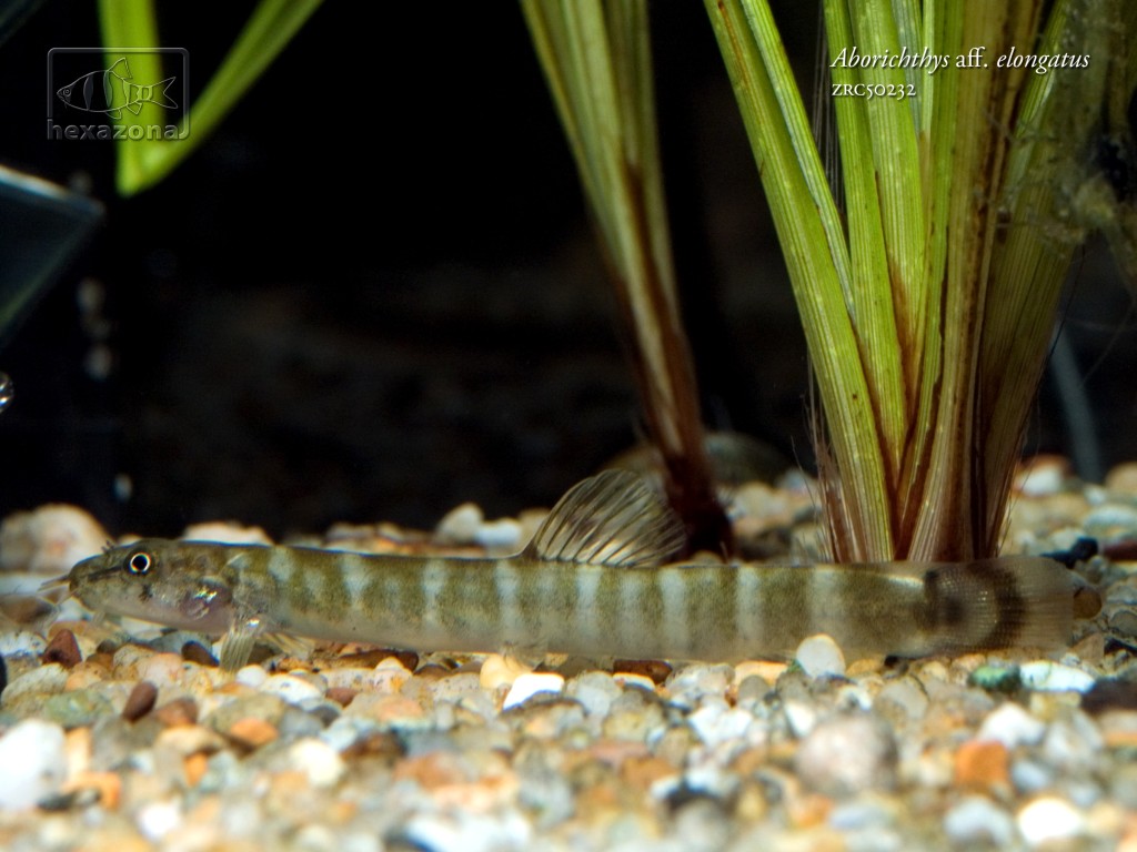 The colouration and patterning are unlike any of the three described species in the genus.