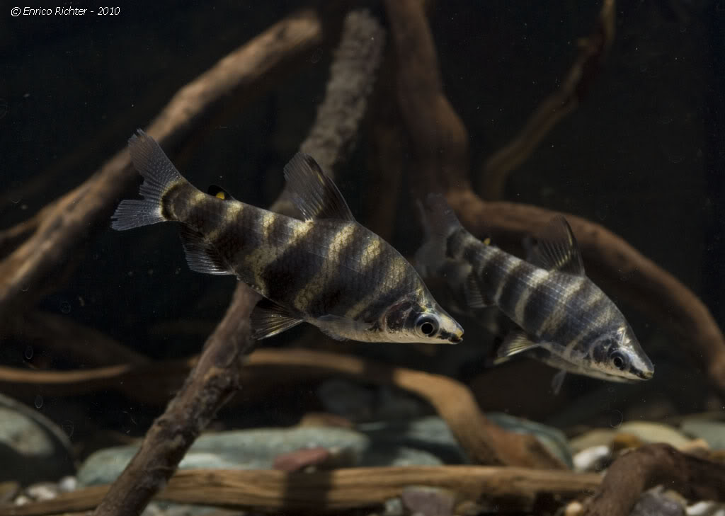 This species can display variable colour patterning both within and between populations.