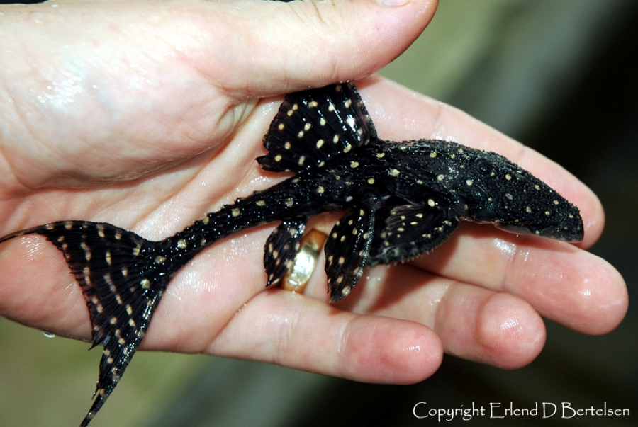 Young subadult.