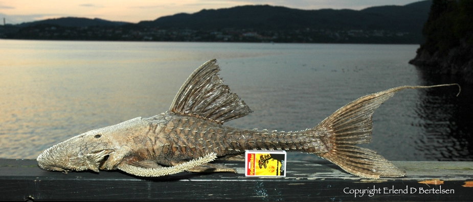 Preserved adult. Note the standard-sized pack of playing cards.