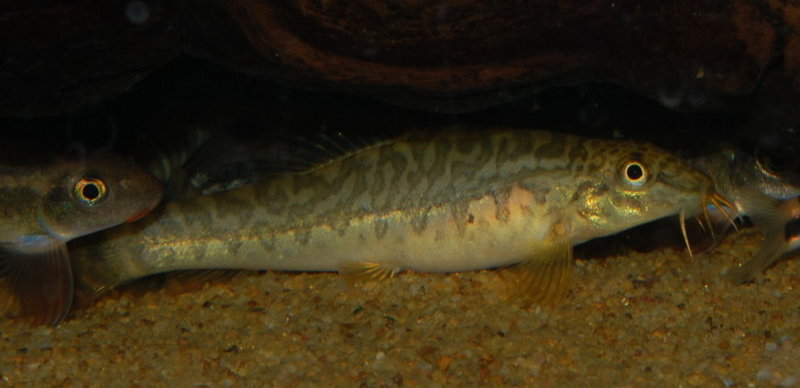 This species is not aggressive and mixes well with other substrate-dwellers (here with Garra cambodgiensis).