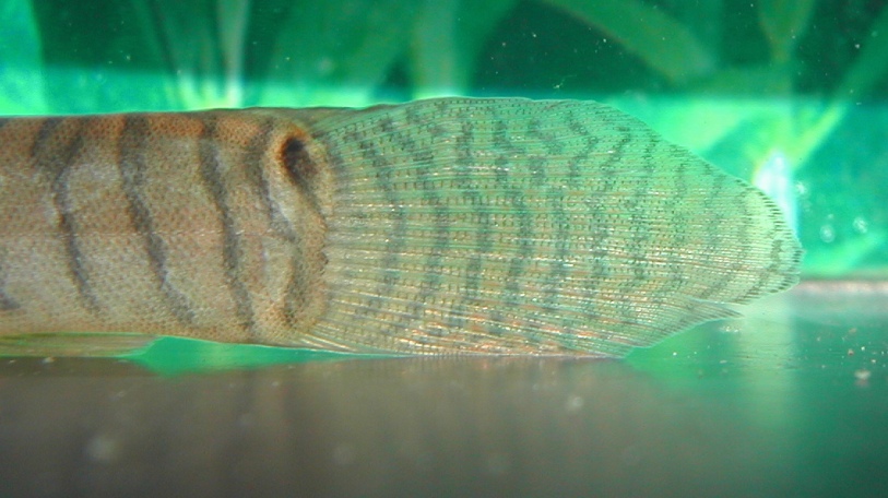 Detail of caudal-fin and posterior portion of body.