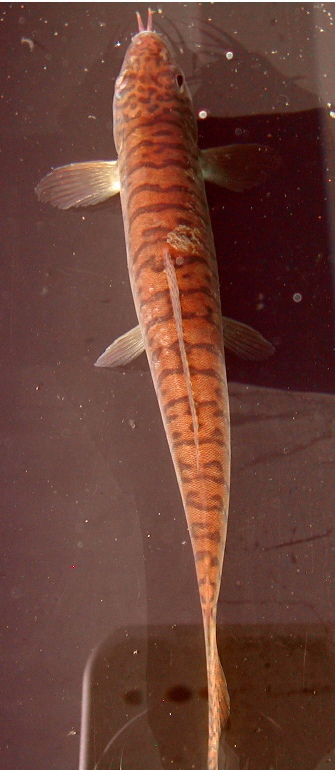 Dorsal view.