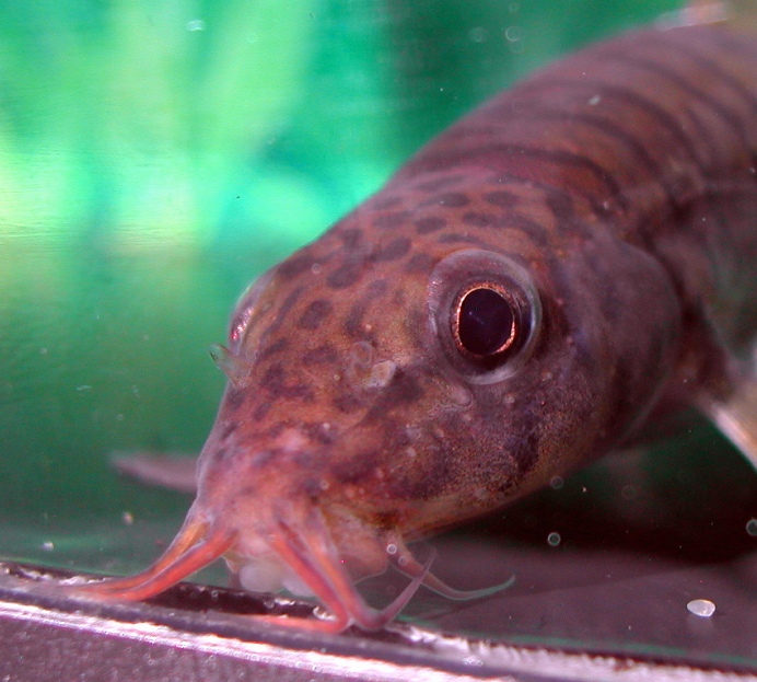Detail of head and mouth.