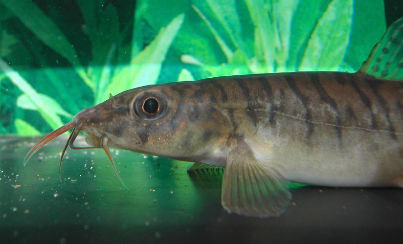 Detail of head and anterior portion of body.