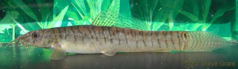 Acanthocobitis pavonacea.