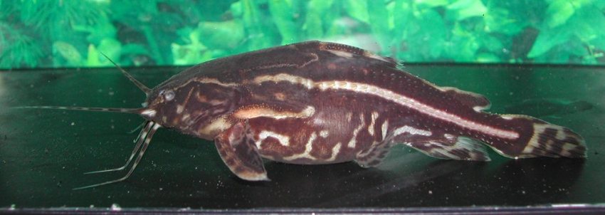 This species is most often seen among shipments of Platydoras armatulus or Agamyxis pectinifrons.