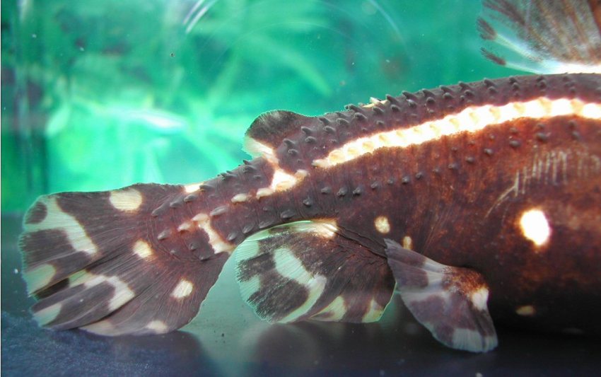 Detail of caudal peduncle and fin.