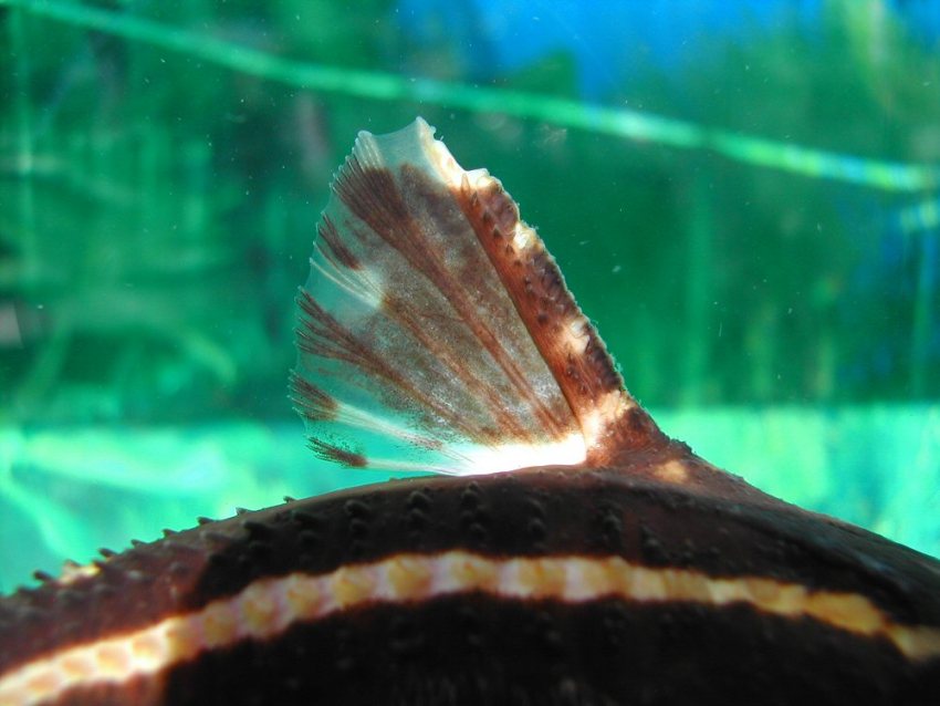 Detail of dorsal fin.