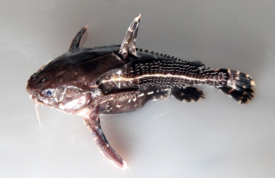 Freshly-collected specimen from the rio Negro, Brazil.