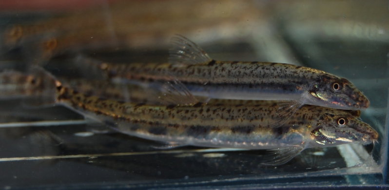 We're also unsure if these two specimens are the same species as...