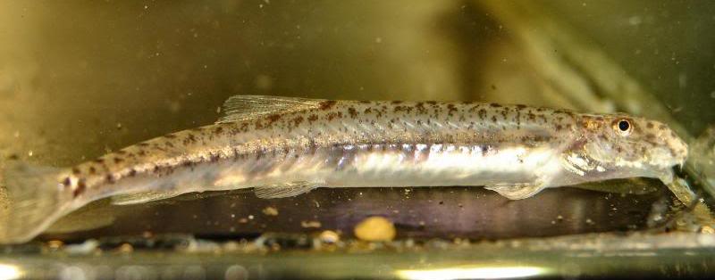 Males of this 'species' have a peculiar nasal hump.