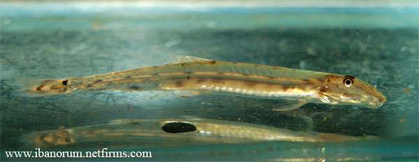 Acanthopsoides robertsi - note the distinctive dark marking in the caudal fin.