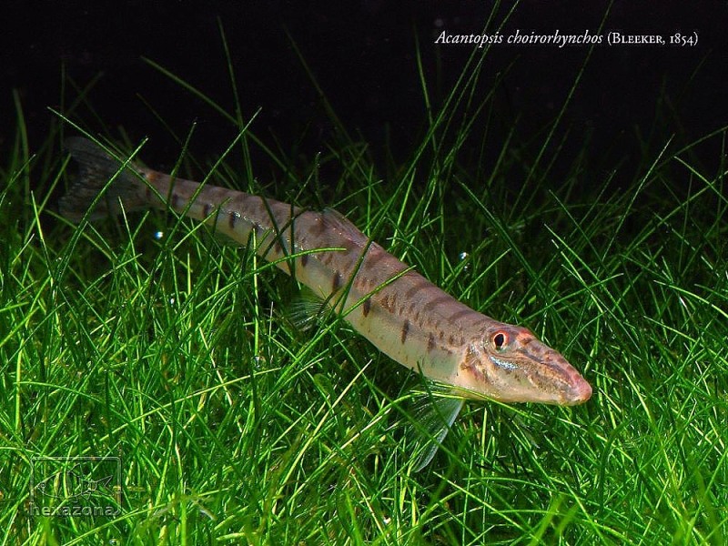 Another subadult.