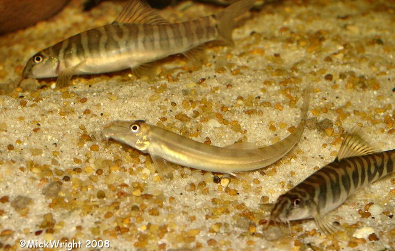 ...and can be maintained with other loaches.