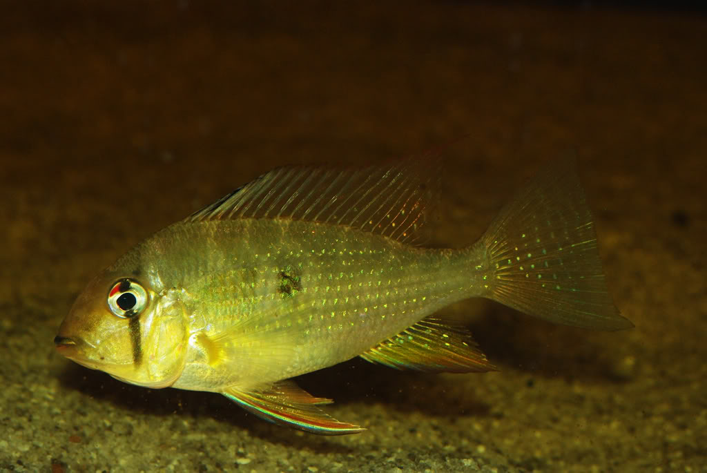 Another subadult...
