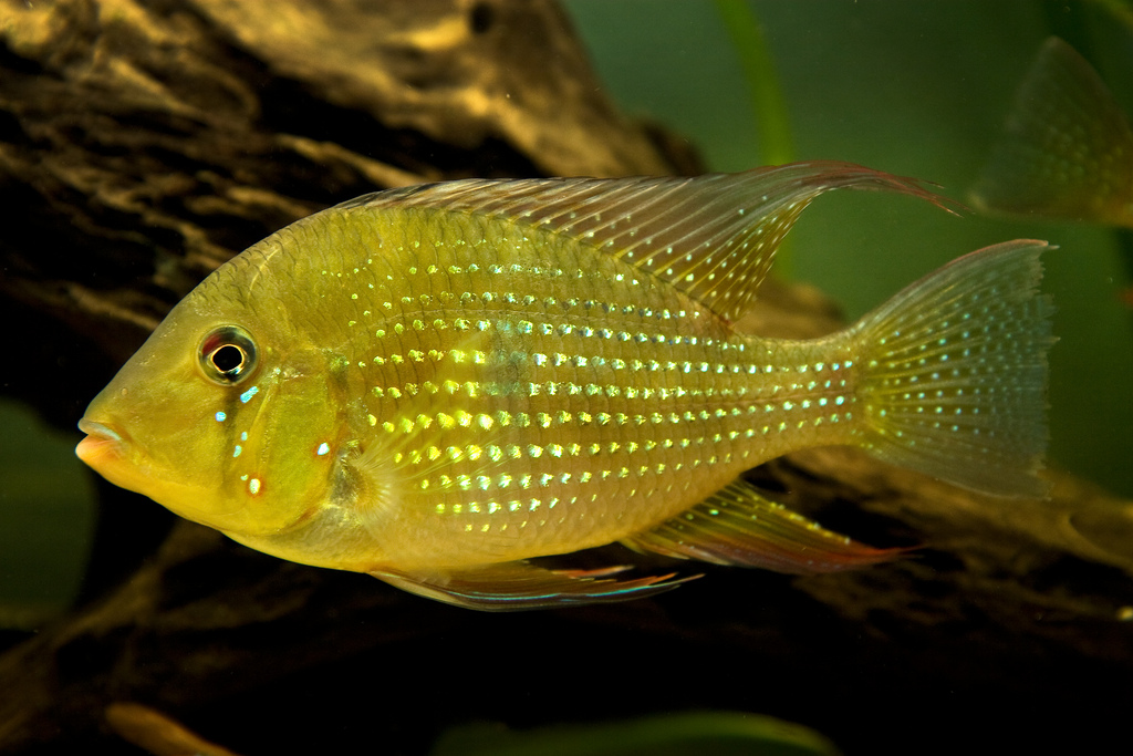 Adult female.