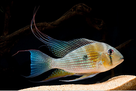 Young adult male.