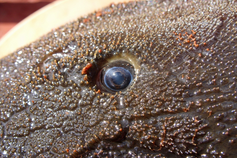 Eye detail.