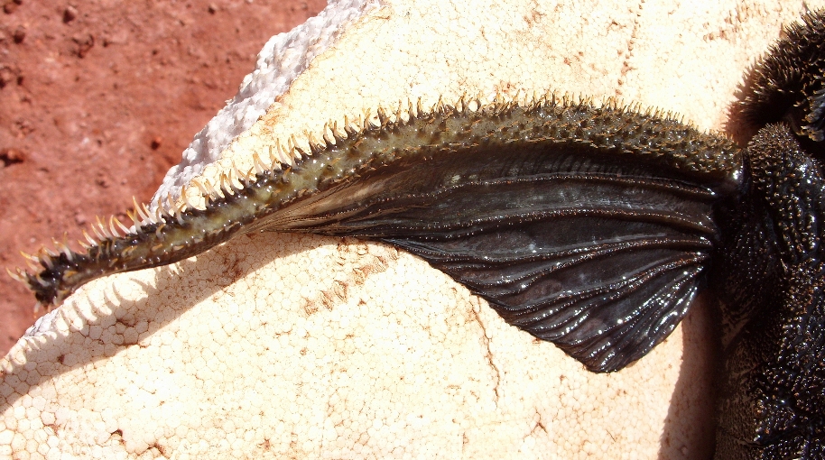 Pectoral fin detail.