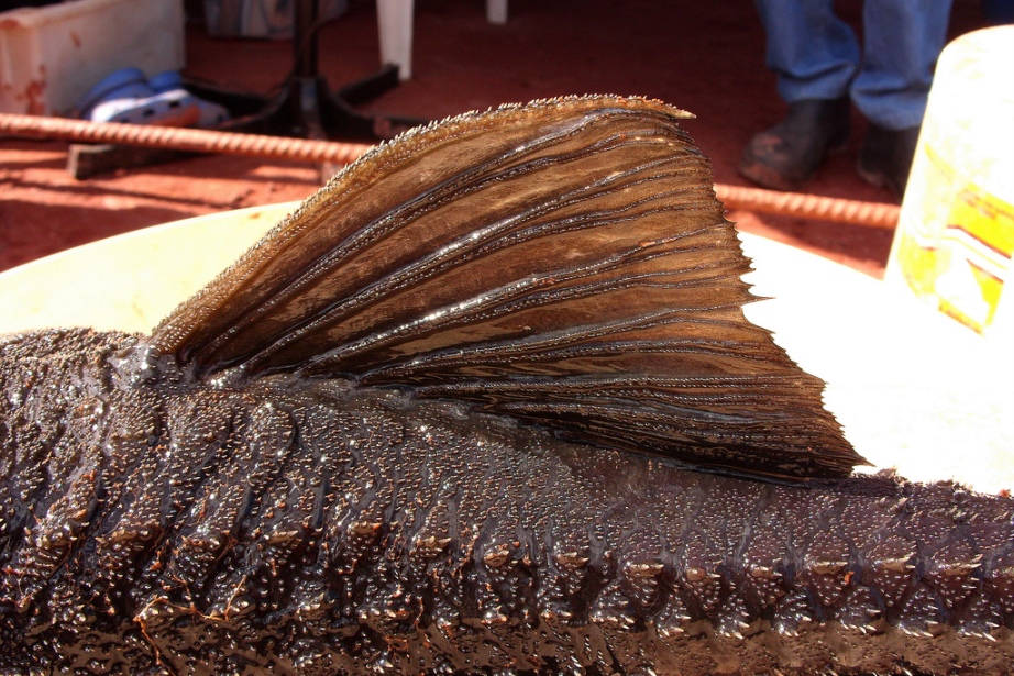 Dorsal fin and midbody detail.